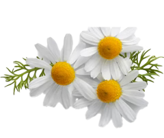 CHAMOMILE